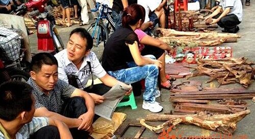 海南黄花梨断崖式暴跌10倍无人问津(图1) 海南黄花梨断崖式暴跌10倍无人问津(图1)