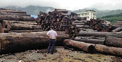 缅甸花梨木价格一年狂跌六成 回落到1.3万元/吨(图1)