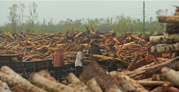 文昌64万亩林木受灾 木材收购价每吨最低跌至220元(图1)