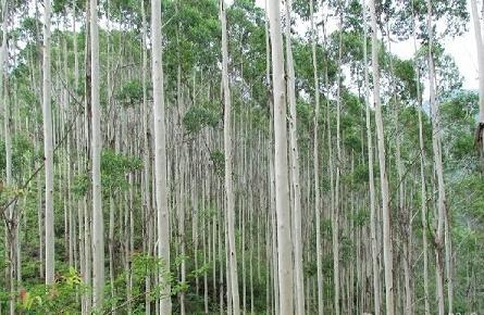 华南木材:台风重创速生桉树 价格或将上涨(图1) 华南木材:台风重创速生桉树 价格或将上涨(图1)