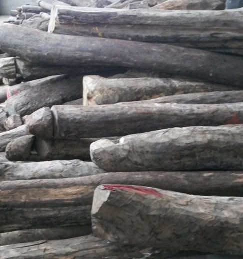 刺猬紫檀商家酝酿涨价 大叶紫檀注意经营风险(图1)