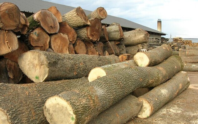 欧洲白蜡木供货受阻价格大涨(图1) 欧洲白蜡木供货受阻价格大涨(图1)