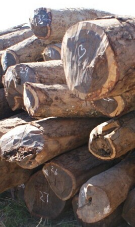 赞比亚血檀又起风波:海关估价提升近四倍!(图1) 赞比亚血檀原木