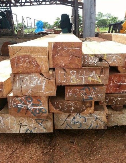 南美原木价格平稳 军刀豆货源充足(图1)