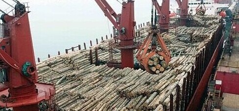 木材港口库存6月继续暴增 新西兰原木库存居首(图1)