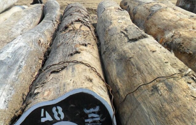 非洲中部国家逐步实施禁止原木出口法令(图1) 刚果大鸡翅原木