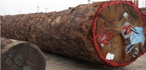 上海地区转做非洲材的木材贸易商越来越多(图1) 上海地区转做非洲材的木材贸易商越来越多(图1)