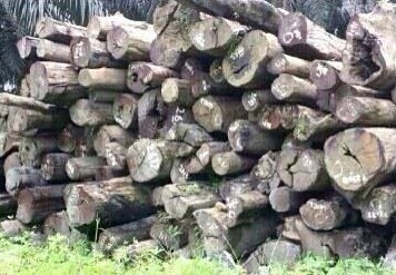 马来西亚厂家促销坤甸铁樟木（铁木）(图1)