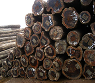 铁木豆新货（原木）大量回港致使价格回落(图1)