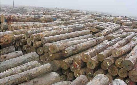 辐射松价格优势明显 我国原木进口数量最大(图1)