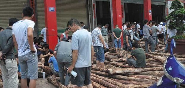 红木价格下降 仙游木材市场继续疯狂抢购红木原料(图1) 红木价格下降 仙游木材市场继续疯狂抢购红木原料(图1)