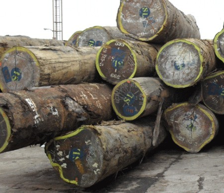 原木市场调查：伯利兹黄檀行情低迷(图1)