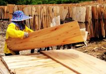 广西罗城:木材深加工年产值2.5亿元(图1) 广西罗城:木材深加工年产值2.5亿元(图1)