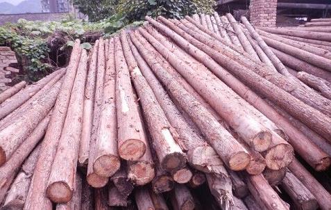 广西贵港杉木原木价格上涨超千元/立方米(图1) 杉木原木