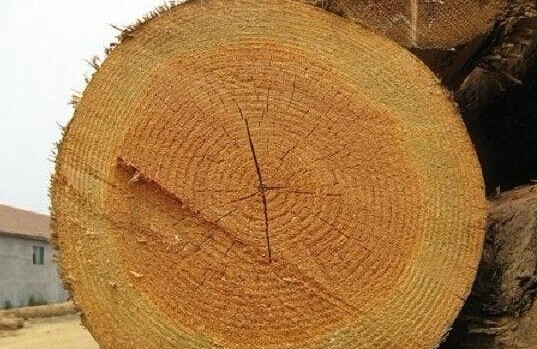 美国花旗松原木