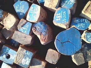 花枝行情平淡，价格开始逐渐企稳(图1)