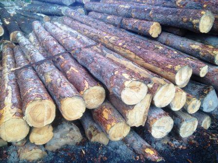 水曲柳跌入冰点 红松依旧缺货(图2) 水曲柳跌入冰点 红松依旧缺货(图2)