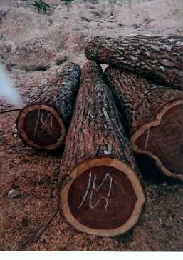 微凹黄檀出口政策严格 伯利兹黄檀难有起色(图1) 微凹黄檀出口政策严格 伯利兹黄檀难有起色(图1)