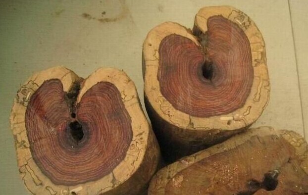 紫檀柳物美价廉被木材商热捧(图1) 紫檀柳原木