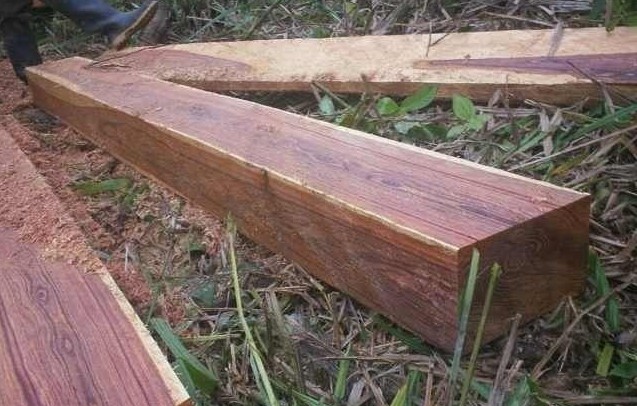 海关严查木材走私 微凹黄檀大量滞压港口(图1)