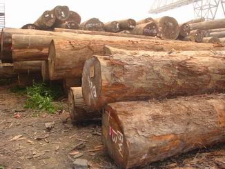 地板坯料市场：二翅豆和印茄较为热销(图1)