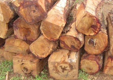 尼日利亚重新开关 刺猬紫檀大量回港(图1)