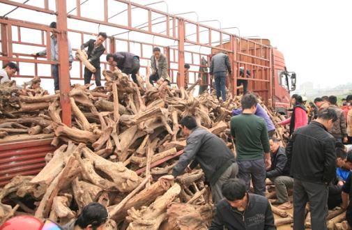 仙游千人疯抢紫檀柳 场面几乎失控(图1) 仙游千人疯抢紫檀柳 场面几乎失控(图1)