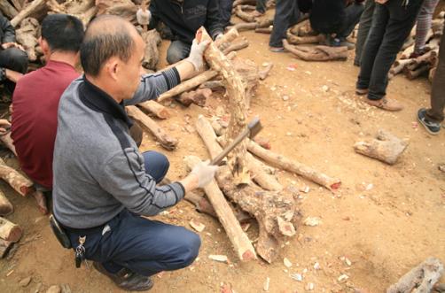 仙游千人疯抢紫檀柳 场面几乎失控(图2) 仙游千人疯抢紫檀柳 场面几乎失控(图2)