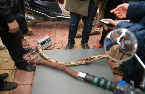 仙游千人疯抢紫檀柳 场面几乎失控(图4) 仙游千人疯抢紫檀柳 场面几乎失控(图4)