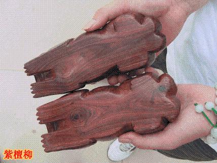 紫檀柳市场难寻:“仙游都找疯了”(图1)