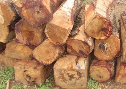 刺猬紫檀库存积压较为严重