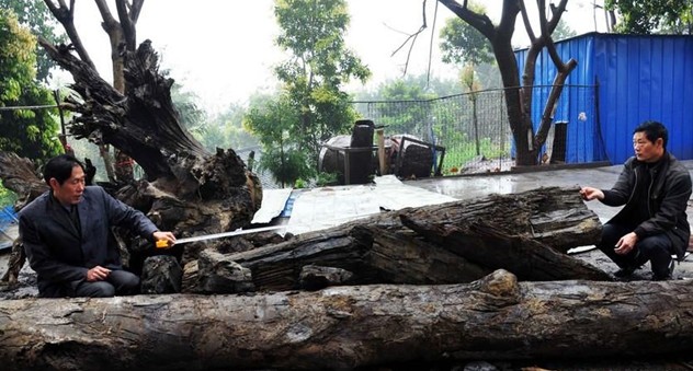 重庆：施工挖出3800年前乌木 被人一夜盗走4吨(图1)