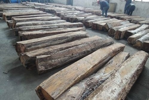 常熟口岸今年首进亚花梨原木