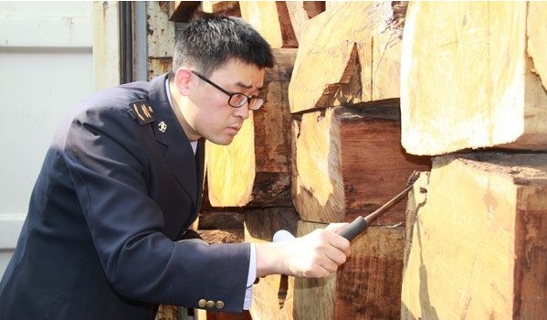百万美元老挝大果紫檀从天津口岸进境(图1)