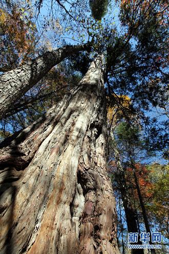 2735岁——长白山发现“紫杉王”。
