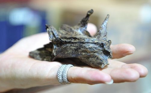 疯狂的木头:海南拳头大沉香木叫价百万元(图1) 疯狂的木头:海南拳头大沉香木叫价百万元