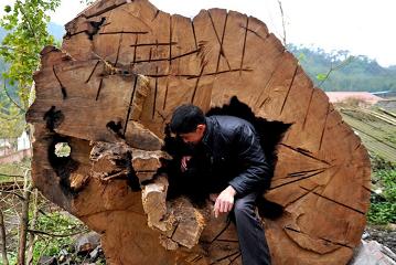 四川什邡700岁楠木遭偷伐 树干太重掀翻吊车(图1)