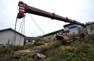 四川什邡700岁楠木遭偷伐 树干太重掀翻吊车(图2)