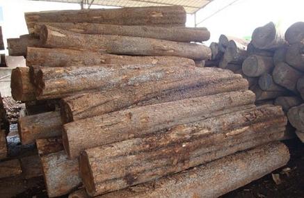 非洲檀香货源不多价格报至5300-5800元/吨