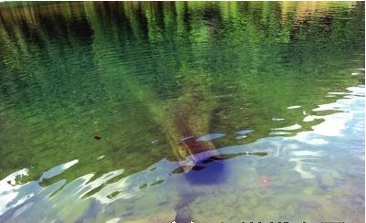 小水塘里竟然暗藏阴沉木(图1)