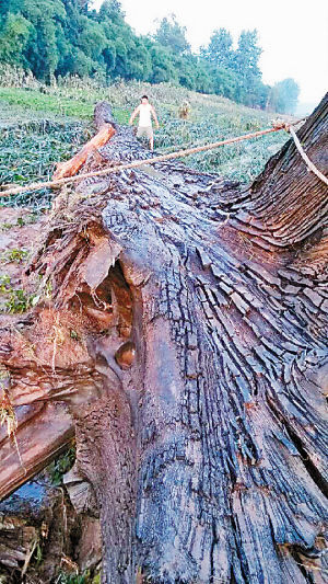 村民发现千年乌木长23米，直径约1米