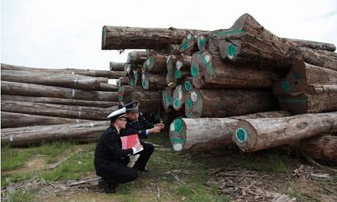 广州海关破获2.34亿元走私高档柚木案(图1) 广州海关办案人员核对查扣的柚木木材