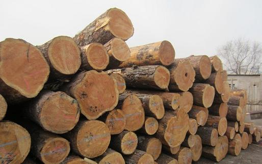 俄罗斯红松、白木需求增大,但供给成问题(图1) 俄罗斯红松原木