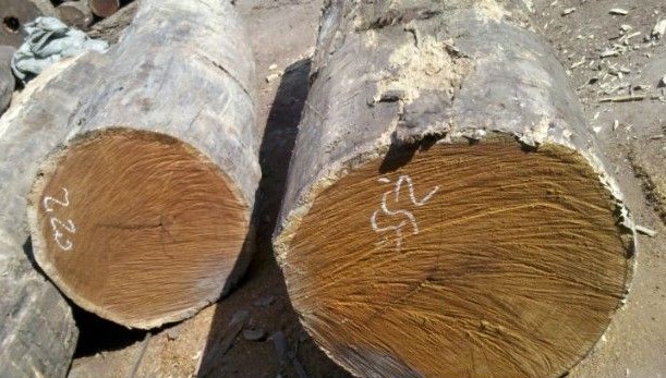 印尼菠萝格原木