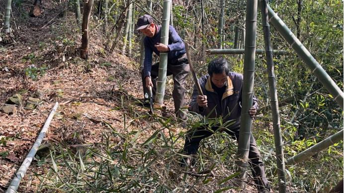 越南人疯狂进山砍“曼迪亚”，中国高价按公斤收购竟只为风水？(图1)